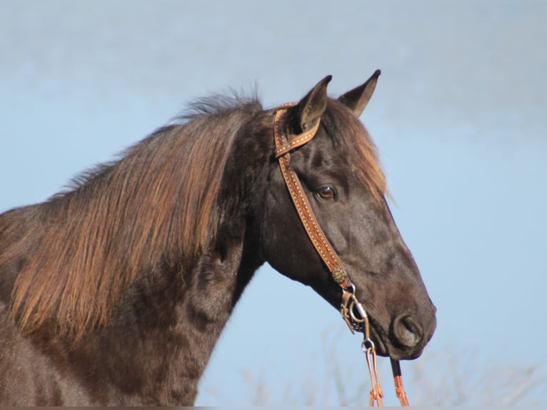 Rocky Mountain Horse Caballo castrado 15 años Alazán-tostado in Whitley City, KY