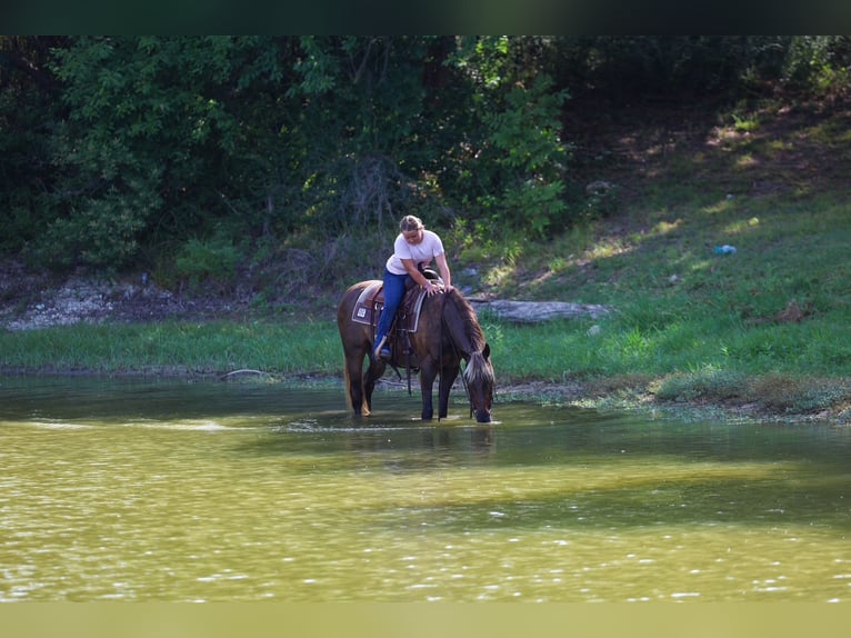 Rocky Mountain Horse Caballo castrado 15 años Castaño in Terrell