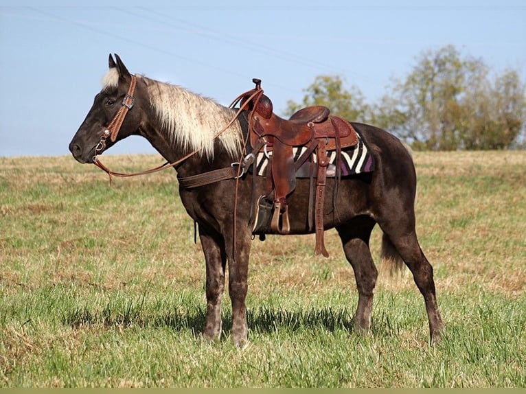 Rocky Mountain Horse Caballo castrado 16 años 155 cm Castaño in Whitley city KY