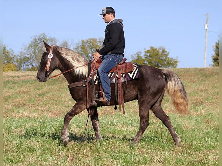 Rocky Mountain Horse Caballo castrado 16 años 155 cm Castaño in Whitley city KY