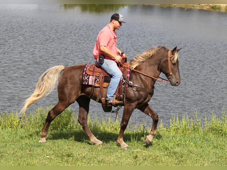 Rocky Mountain Horse Caballo castrado 16 años 163 cm Castaño in Whitley city Ky