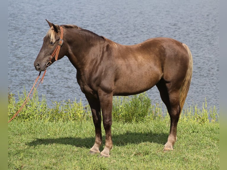 Rocky Mountain Horse Caballo castrado 16 años 163 cm Castaño in Whitley city Ky