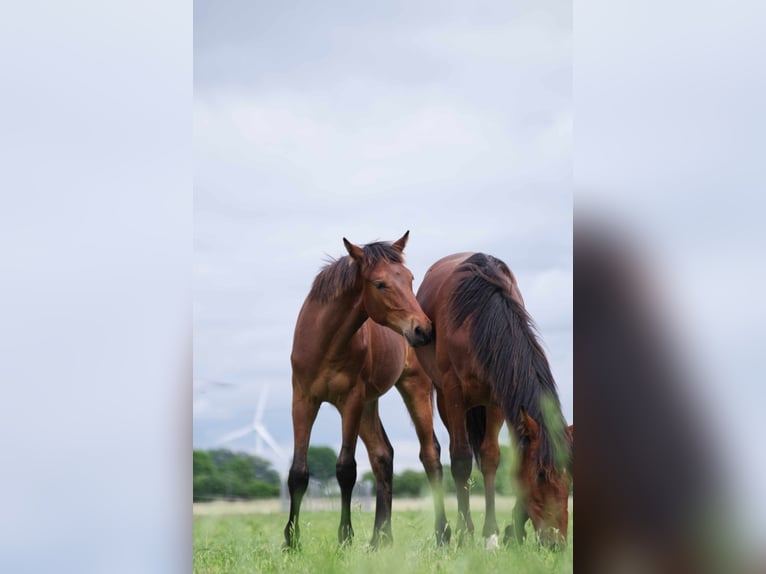 Rocky Mountain Horse Caballo castrado 1 año 150 cm Castaño in Ribbesbüttel