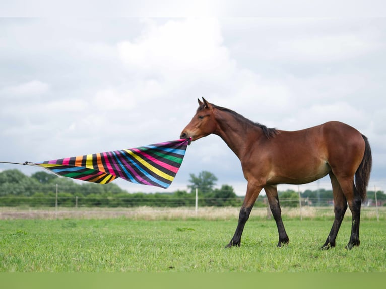 Rocky Mountain Horse Caballo castrado 1 año 150 cm Castaño in Ribbesbüttel