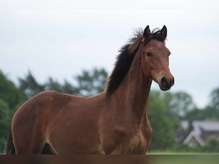 Rocky Mountain Horse Caballo castrado 1 año 150 cm Castaño in Ribbesbüttel