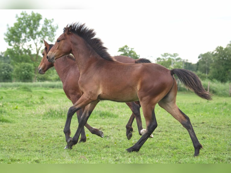 Rocky Mountain Horse Caballo castrado 1 año 150 cm Castaño in Ribbesbüttel