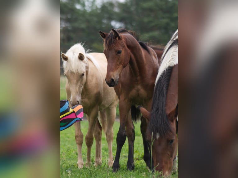 Rocky Mountain Horse Caballo castrado 1 año 150 cm Castaño in Ribbesbüttel