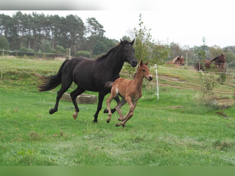 Rocky Mountain Horse Caballo castrado 1 año 150 cm Castaño in Ribbesbüttel