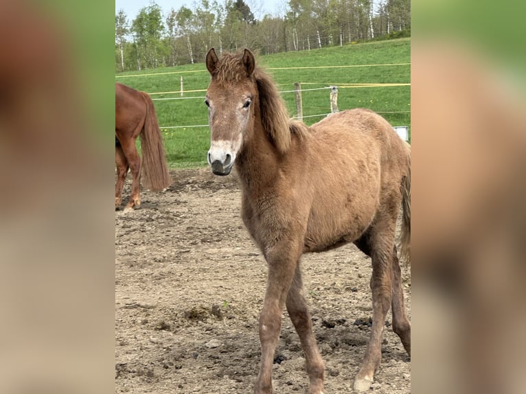 Rocky Mountain Horse Caballo castrado 1 año 150 cm Tordo rodado in Netphen