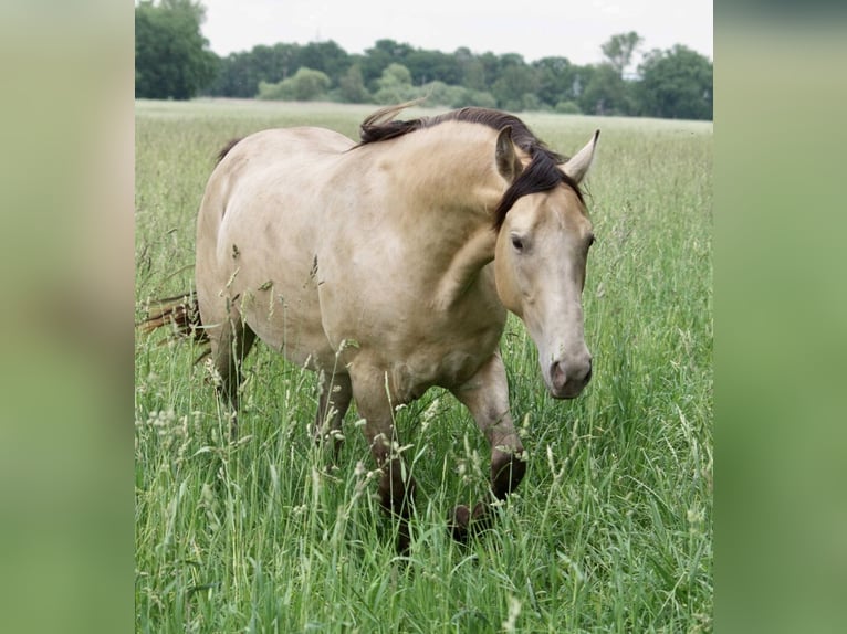Rocky Mountain Horse Mestizo Caballo castrado 2 años 155 cm Champán in Ribbesbüttel