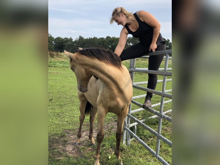 Rocky Mountain Horse Mestizo Caballo castrado 2 años 155 cm Champán in Ribbesbüttel