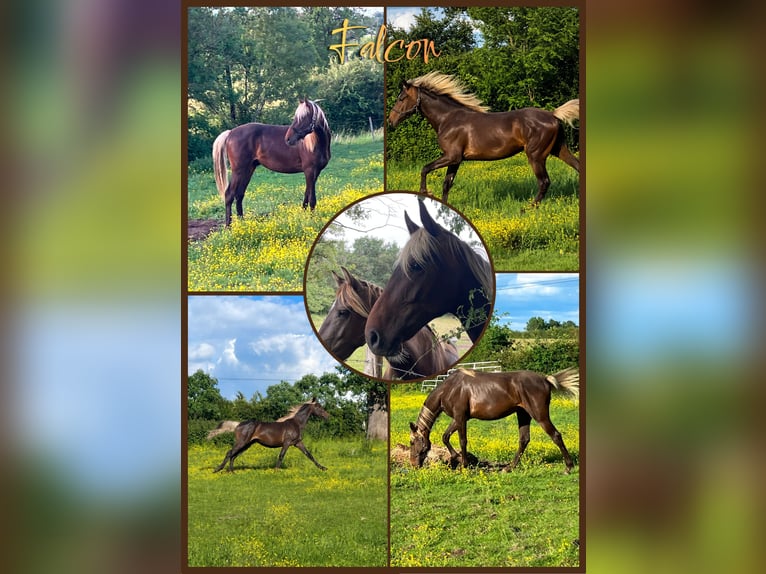 Rocky Mountain Horse Mestizo Caballo castrado 2 años 155 cm  in Saint-Léomer