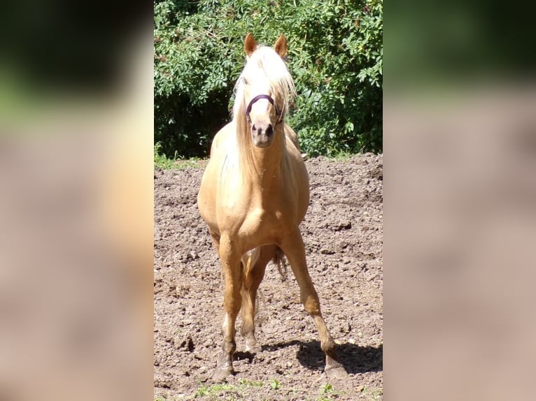 Rocky Mountain Horse Mestizo Caballo castrado 3 años 145 cm Palomino in Arnbruck