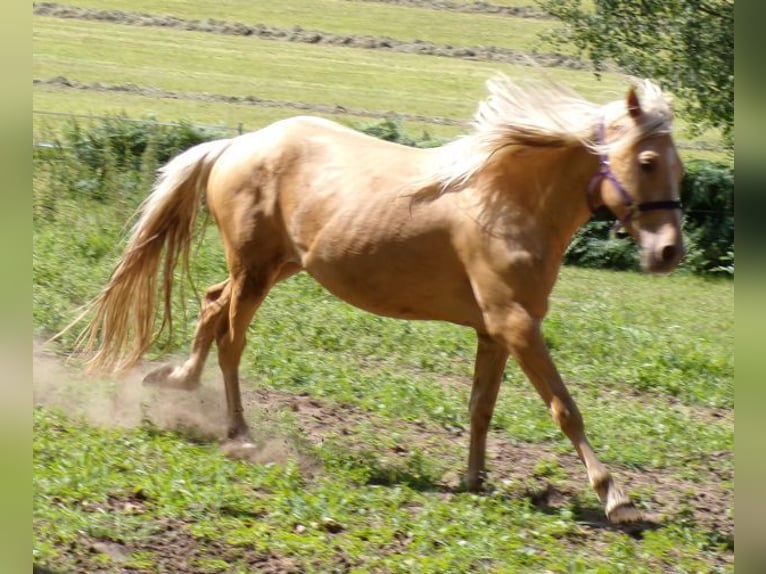 Rocky Mountain Horse Mestizo Caballo castrado 3 años 145 cm Palomino in Arnbruck