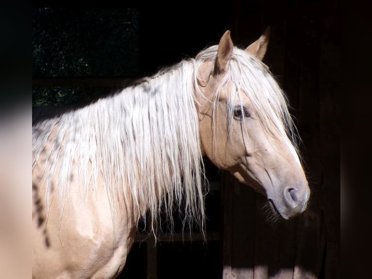 Rocky Mountain Horse Mestizo Caballo castrado 3 años 146 cm Palomino in Arnbruck