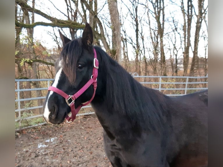 Rocky Mountain Horse Mestizo Caballo castrado 3 años 149 cm Negro in Morsbach