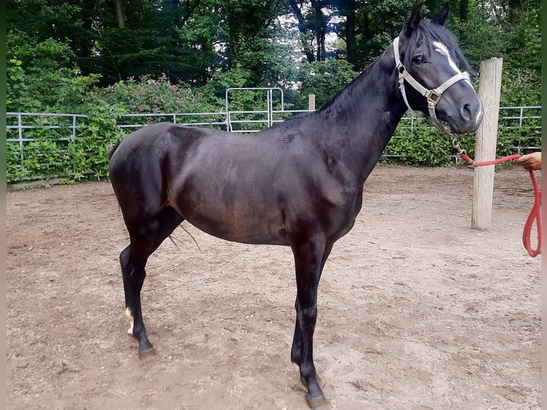 Rocky Mountain Horse Mestizo Caballo castrado 3 años 152 cm Negro in Morsbach