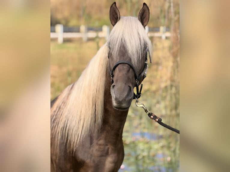 Rocky Mountain Horse Caballo castrado 3 años 157 cm Castaño claro in Frenchburg