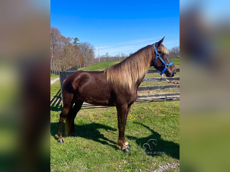 Rocky Mountain Horse Caballo castrado 4 años 142 cm Castaño claro in Tyner,KY