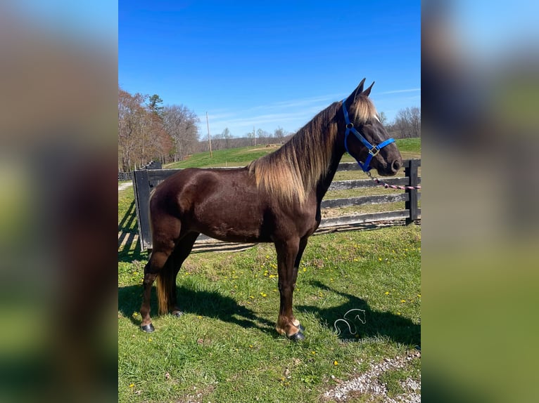 Rocky Mountain Horse Caballo castrado 4 años 142 cm Castaño claro in Tyner,KY