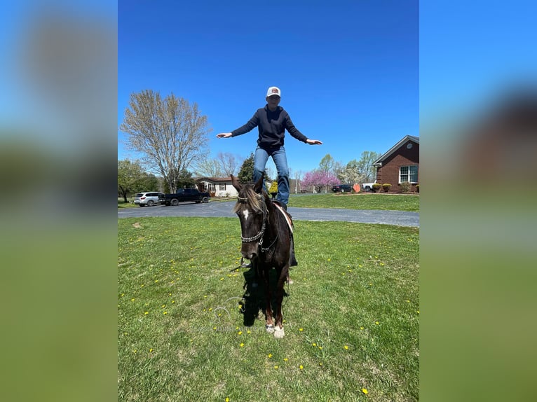 Rocky Mountain Horse Caballo castrado 4 años 142 cm Castaño claro in Tyner,KY