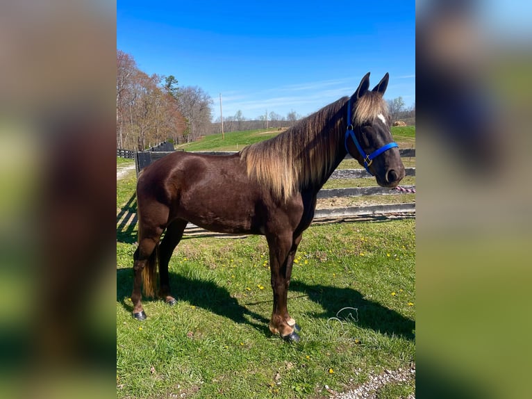 Rocky Mountain Horse Caballo castrado 4 años 142 cm Castaño claro in Tyner,KY