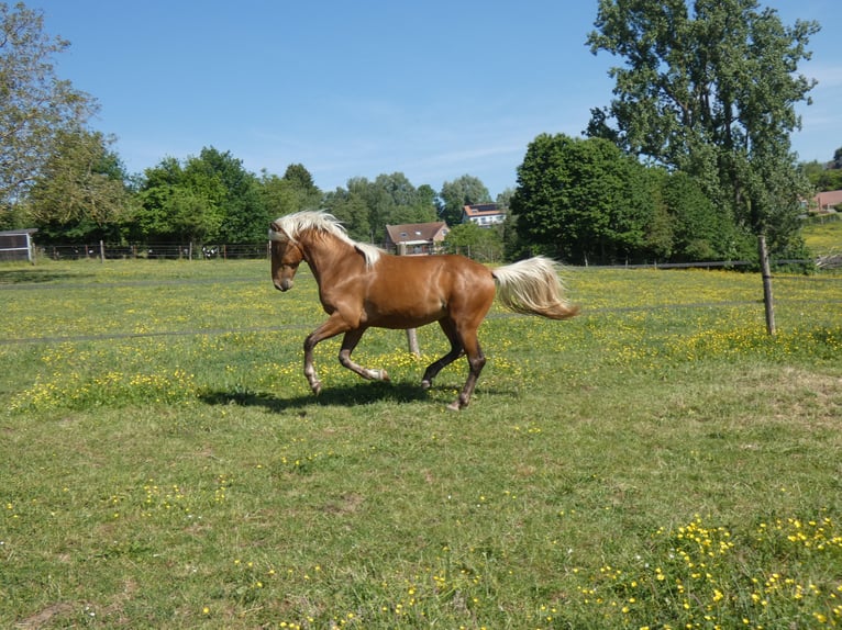 Rocky Mountain Horse Caballo castrado 4 años 150 cm Castaño rojizo in Genappe