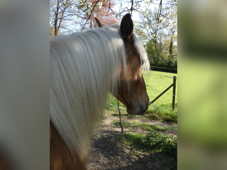 Rocky Mountain Horse Caballo castrado 4 años 150 cm Castaño rojizo in Genappe