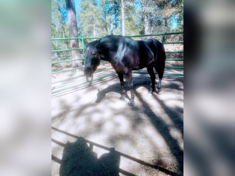 Rocky Mountain Horse Caballo castrado 4 años 152 cm Castaño in Chino Valley
