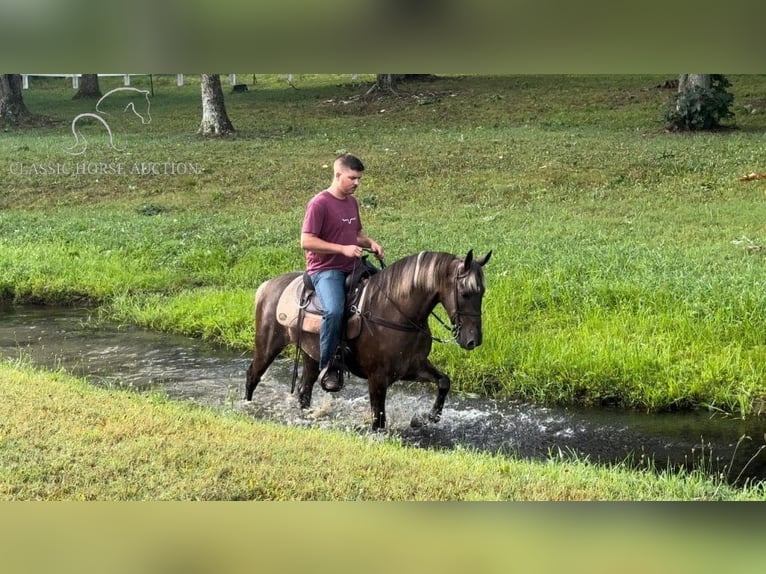 Rocky Mountain Horse Caballo castrado 5 años 142 cm Castaño in Whitley City, KY