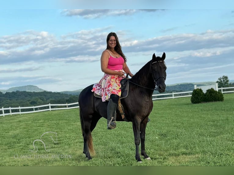 Rocky Mountain Horse Caballo castrado 5 años 142 cm Castaño in Winchester, KY