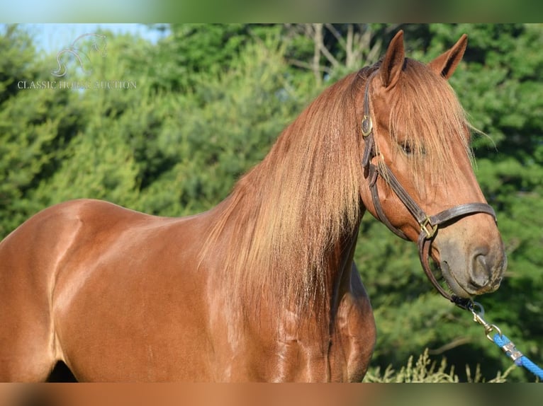 Rocky Mountain Horse Caballo castrado 5 años 152 cm Alazán rojizo in Salt Lick, KY