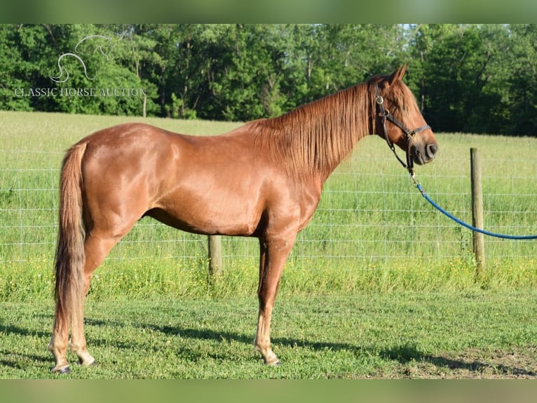 Rocky Mountain Horse Caballo castrado 5 años 152 cm Alazán rojizo in Salt Lick, KY