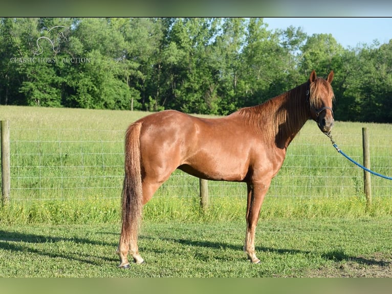 Rocky Mountain Horse Caballo castrado 5 años 152 cm Alazán rojizo in Salt Lick, KY