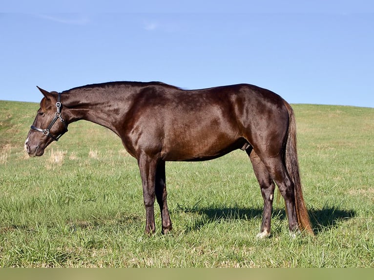 Rocky Mountain Horse Caballo castrado 5 años 163 cm Castaño in Paris, KY