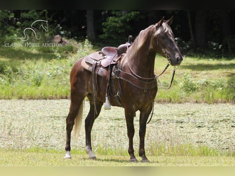 Rocky Mountain Horse Caballo castrado 6 años 142 cm Castaño in Whitley City, KY