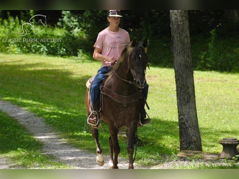 Rocky Mountain Horse Caballo castrado 6 años 142 cm Castaño in Whitley City, KY