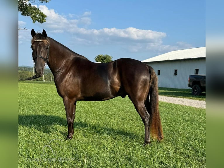 Rocky Mountain Horse Caballo castrado 6 años 142 cm Castaño in Winchester, KY