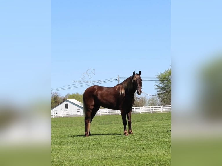 Rocky Mountain Horse Caballo castrado 6 años 142 cm Castaño in Lewisburg