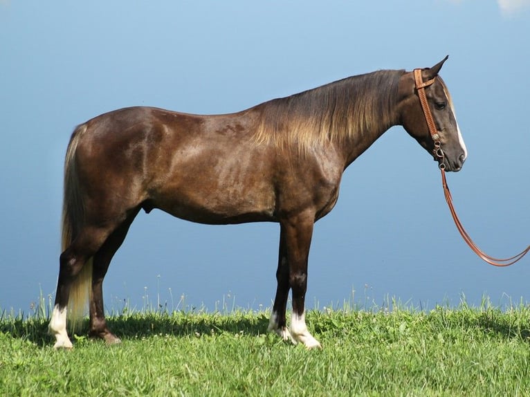 Rocky Mountain Horse Caballo castrado 6 años 142 cm Castaño claro in Whitley city KY