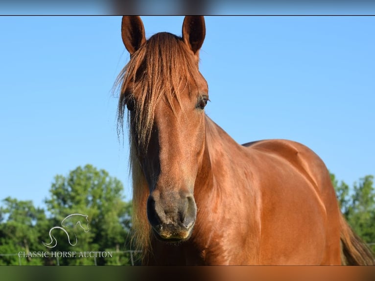 Rocky Mountain Horse Caballo castrado 6 años 152 cm Alazán rojizo in Salt Lick, KY