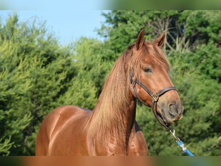 Rocky Mountain Horse Caballo castrado 6 años 152 cm Alazán rojizo in Salt Lick, KY