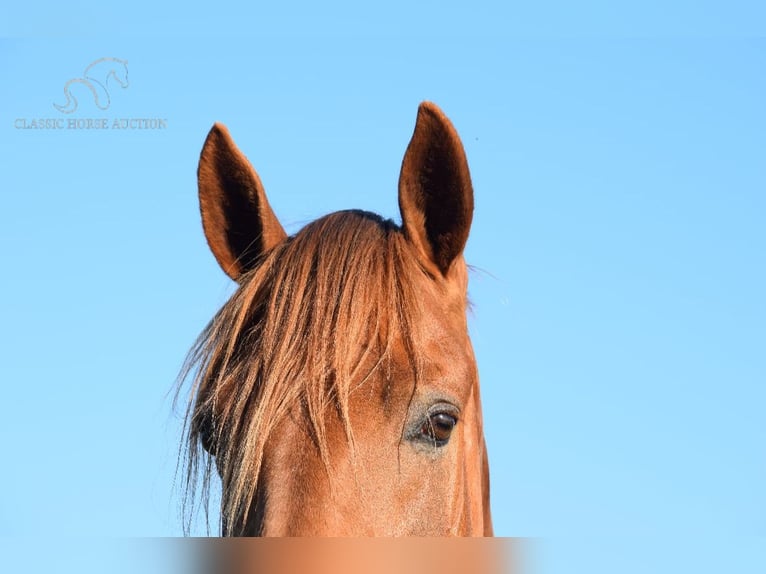 Rocky Mountain Horse Caballo castrado 6 años 152 cm Alazán rojizo in Salt Lick, KY