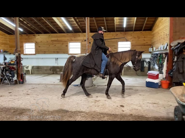 Rocky Mountain Horse Caballo castrado 6 años 152 cm Castaño in STRUNK, KY