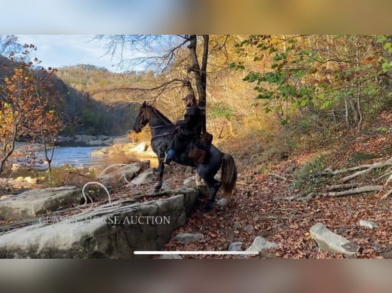 Rocky Mountain Horse Caballo castrado 6 años 152 cm Castaño in STRUNK, KY