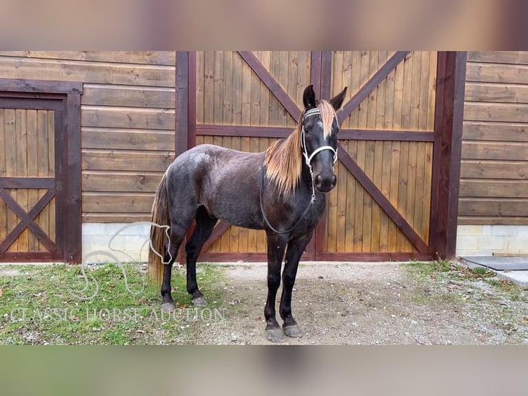 Rocky Mountain Horse Caballo castrado 6 años 152 cm Castaño in STRUNK, KY