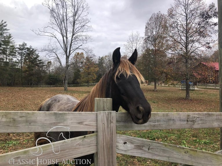 Rocky Mountain Horse Caballo castrado 6 años 152 cm Castaño in STRUNK, KY