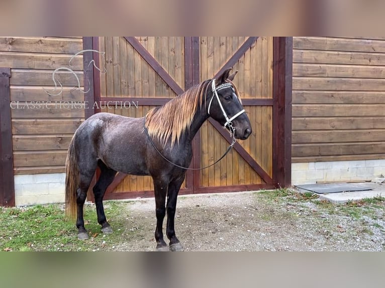 Rocky Mountain Horse Caballo castrado 6 años 152 cm Castaño in STRUNK, KY