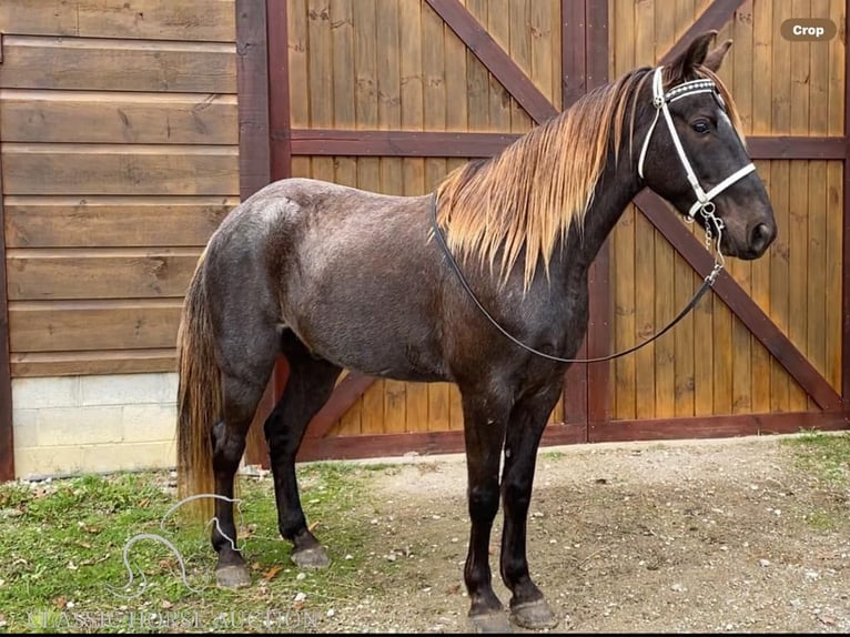 Rocky Mountain Horse Caballo castrado 6 años 152 cm Castaño in STRUNK, KY