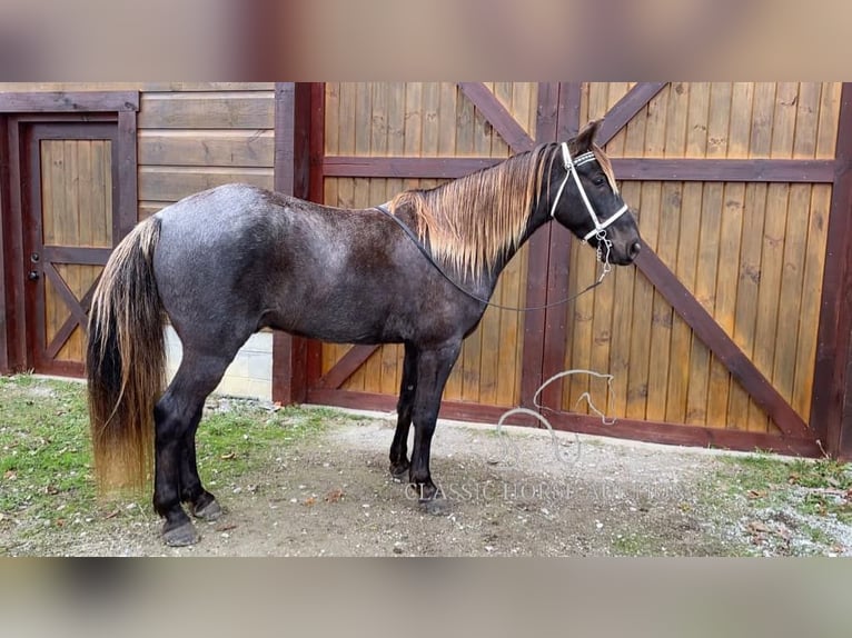 Rocky Mountain Horse Caballo castrado 6 años 152 cm Castaño in STRUNK, KY